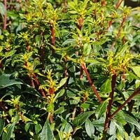 Enkianthus campanulatus 'Wallaby'